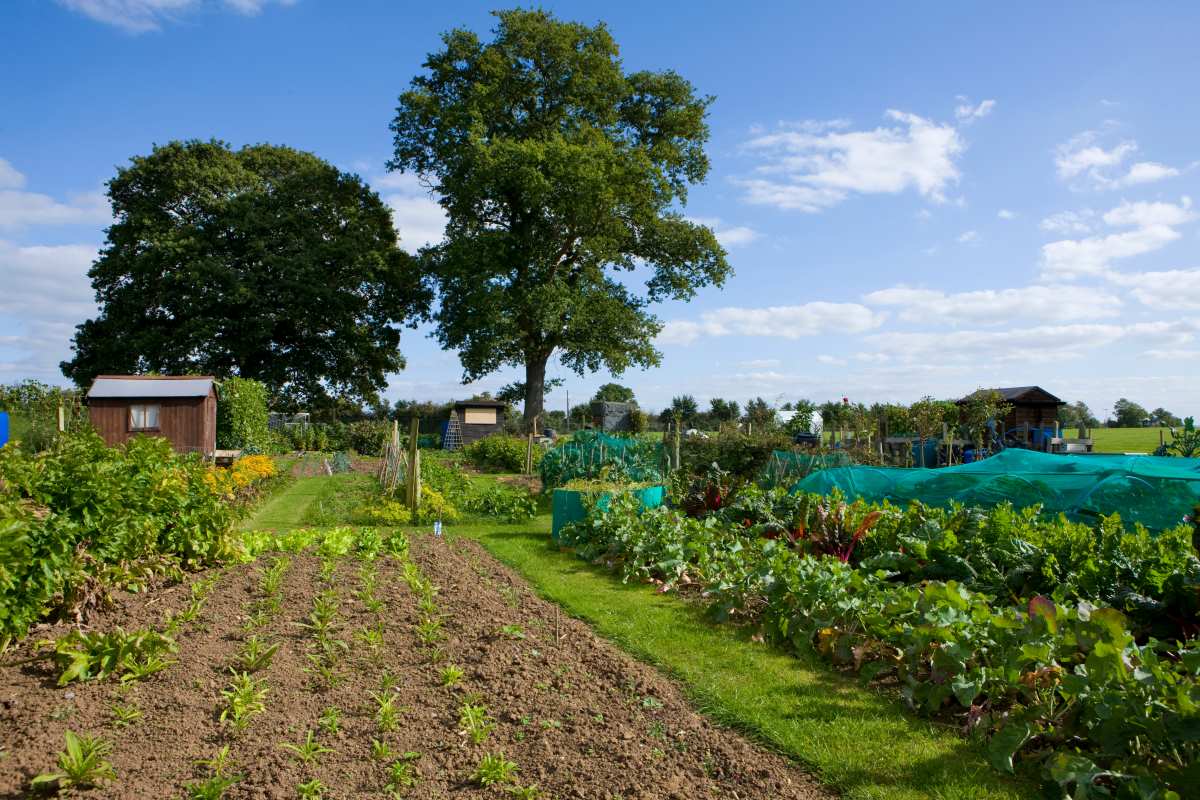 Gartengrundstück kaufen oder pachten in Aachen — was passt z