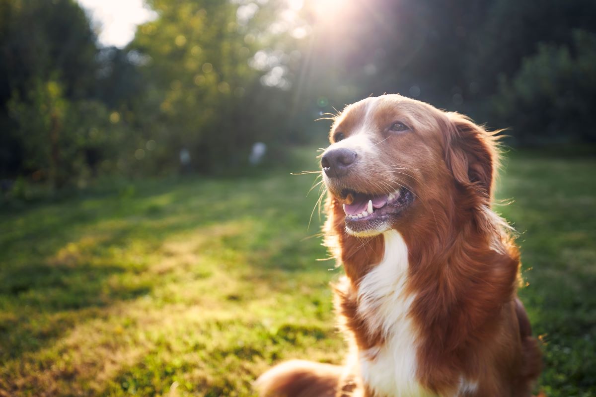 Hund vermisst in Aachen – Erste Schritte zur Suche
