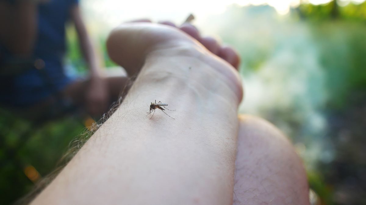 Insektenstiche in Aachen: Erste Hilfe, Hausmittel und wann z