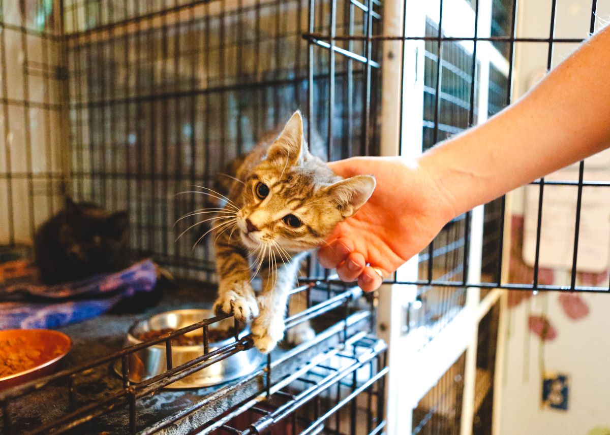 Katze mikrochippen in Aachen - Das sollten Sie wissen