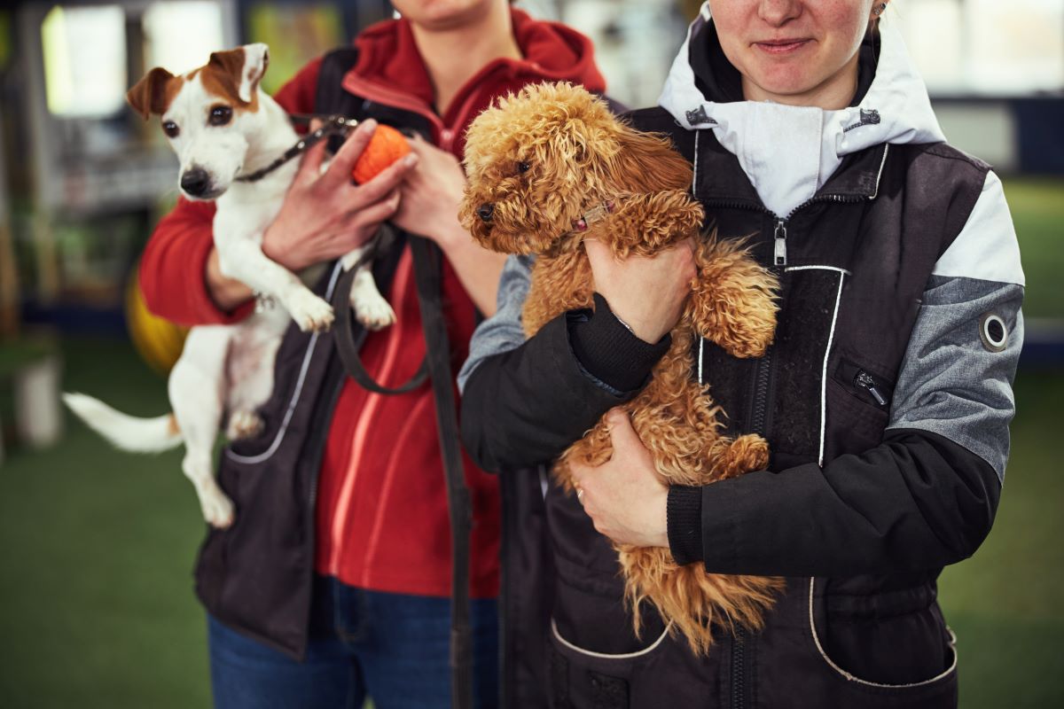 Tier adoptieren Aachen – Tierheim statt Züchter
